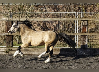 Welsh-A, Hengst, 8 Jahre, 118 cm, Falbe