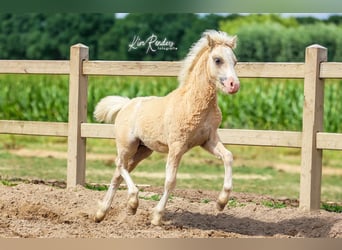 Welsh-A, Hengst, Fohlen (03/2025), 120 cm, Palomino