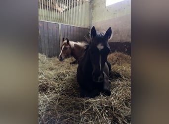 Welsh-A Mix, Hengst, Fohlen (03/2023), 120 cm, Rappe