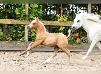 Welsh-A, Hengst, Fohlen (03/2025), Palomino
