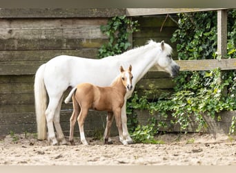 Welsh-A, Hengst, Fohlen (03/2025), Palomino