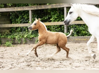 Welsh-A, Hengst, Fohlen (03/2025), Palomino