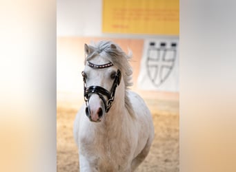 Welsh-A, Hengst, 5 Jaar, 120 cm, Schimmel