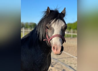 Welsh-A, Hengst, 1 Jahr, 100 cm, Schimmel