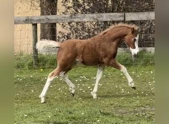 Welsh-A, Hengst, Veulen (02/2026), 120 cm, Sabino