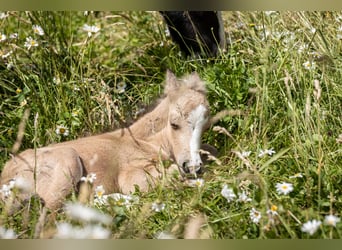 Welsh-A, Hengst, Veulen (06/2026), 122 cm, Buckskin