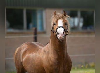 Welsh-A, Hengst, 4 Jaar, 118 cm, Vos