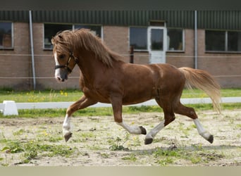 Welsh-A, Hengst, 4 Jaar, 118 cm, Vos