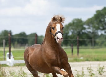 Welsh-A, Hengst, 4 Jaar, 118 cm, Vos