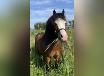 Welsh-A, Hengst, 4 Jaar, 115 cm, Zwartbruin