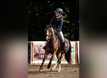 Welsh-A, Hongre, 10 Ans, 123 cm, Bai