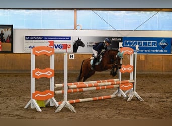 Welsh-A, Hongre, 10 Ans, 123 cm, Bai