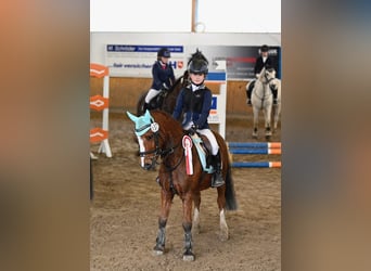 Welsh-A, Hongre, 10 Ans, 123 cm, Bai