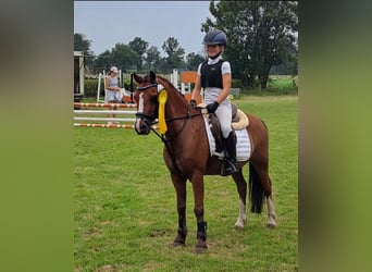 Welsh-A, Hongre, 10 Ans, 123 cm, Bai