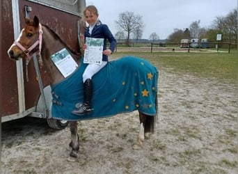Welsh-A, Hongre, 10 Ans, 123 cm, Bai