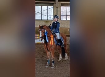 Welsh-A, Hongre, 10 Ans, 123 cm, Bai