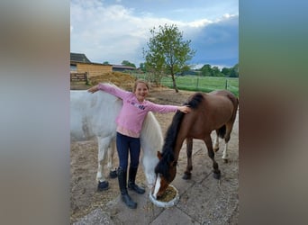 Welsh-A, Hongre, 10 Ans, 123 cm, Bai