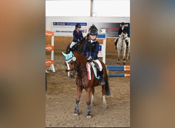 Welsh-A, Hongre, 10 Ans, 123 cm, Bai