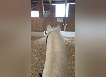 Welsh-A, Hongre, 12 Ans, 127 cm, Gris