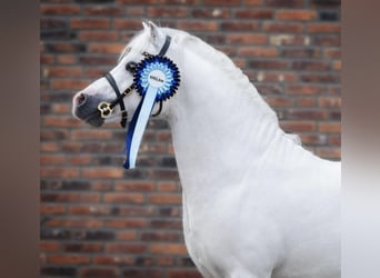 Welsh-A, Hongre, 13 Ans, 120 cm, Gris