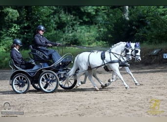 Welsh-A, Hongre, 13 Ans, 121 cm, Gris