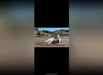 Welsh-A, Hongre, 13 Ans, 130 cm, Palomino