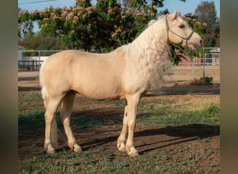 Welsh-A, Hongre, 13 Ans, 130 cm, Palomino