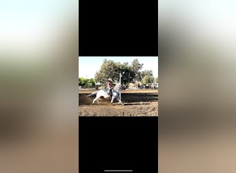 Welsh-A, Hongre, 13 Ans, 130 cm, Palomino