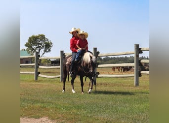 Welsh-A, Hongre, 14 Ans, 122 cm