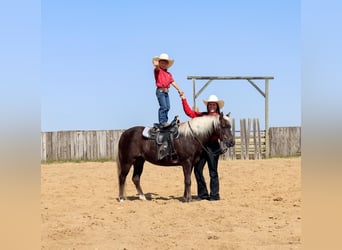 Welsh-A, Hongre, 14 Ans, 122 cm