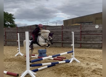 Welsh-A, Hongre, 15 Ans, 115 cm, Gris