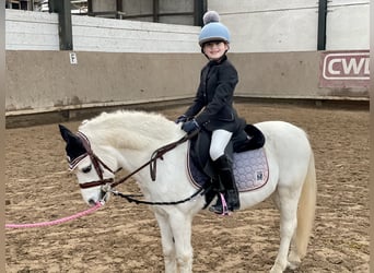 Welsh-A, Hongre, 15 Ans, 115 cm, Gris