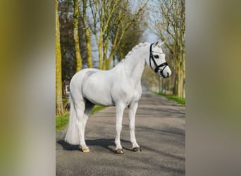 Welsh-A Croisé, Hongre, 16 Ans, 126 cm, Gris