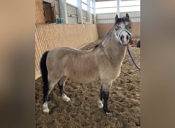 Welsh-A, Hongre, 16 Ans, Buckskin