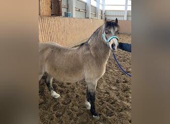 Welsh-A, Hongre, 17 Ans, Buckskin