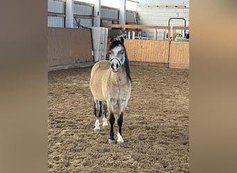 Welsh-A, Hongre, 17 Ans, Buckskin
