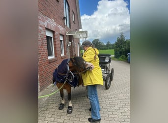 Welsh-A, Hongre, 21 Ans, 115 cm, Bai