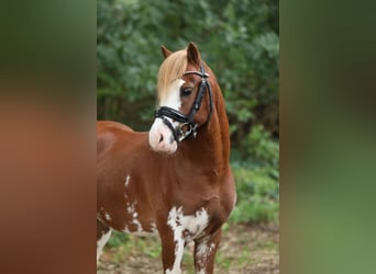 Welsh-A, Hongre, 2 Ans, 120 cm, Alezan