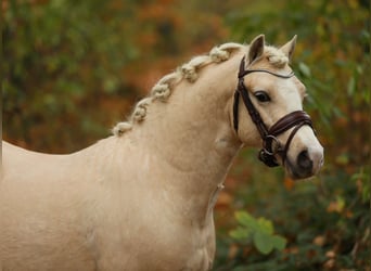 Welsh-A, Hongre, 2 Ans, 122 cm, Palomino