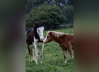 Welsh-A, Hongre, 2 Ans