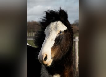 Welsh-A, Hongre, 2 Ans