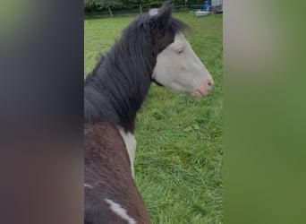 Welsh-A, Hongre, 2 Ans