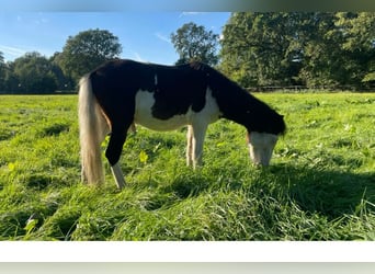 Welsh-A, Hongre, 2 Ans