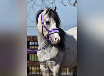 Welsh-A, Hongre, 3 Ans, 115 cm, Gris