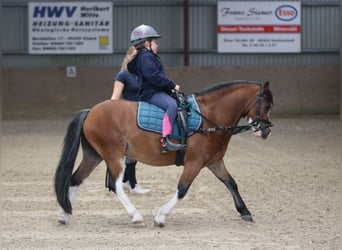 Welsh-A, Hongre, 3 Ans, 116 cm, Bai