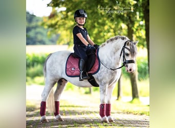 Welsh-A, Hongre, 3 Ans, 117 cm, Gris