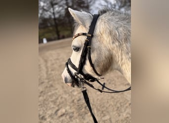 Welsh-A, Hongre, 3 Ans, 118 cm, Gris