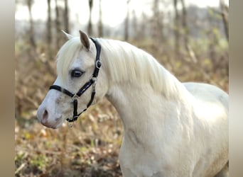 Welsh-A, Hongre, 3 Ans, 118 cm, Palomino