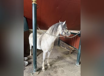 Welsh-A, Hongre, 3 Ans, 120 cm, Gris
