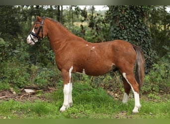 Welsh-A, Hongre, 3 Ans, 122 cm, Alezan